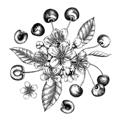 Berry fruit design. Cherry berries, leaves, flowers sketches. Cherry blossom hand-drawn vector illustration. Floral composition. NOT AI genereted